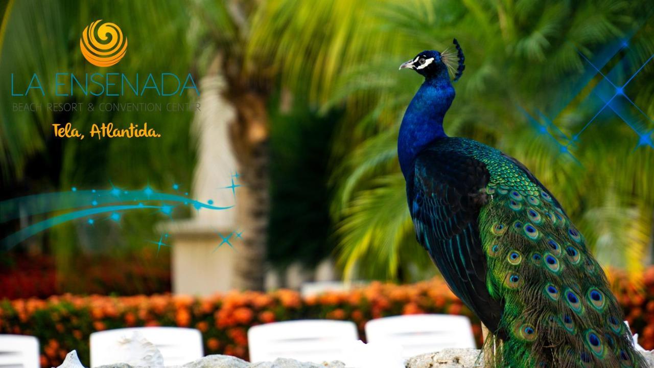 La Ensenada Beach Resort Тела Экстерьер фото